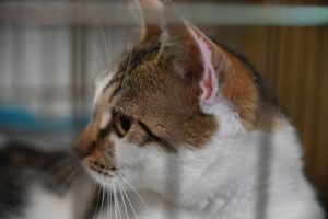 image035